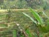 rice terrace in bali - beautiful rice terrace in bali indonesia